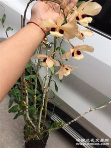 精品蜻蜓石斛 两米飞瀑，赏花如蝶