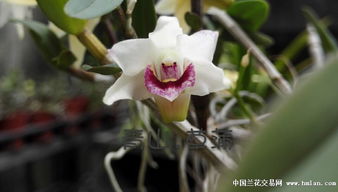 精品铁皮石斛 药用价值与色花鉴赏全解析