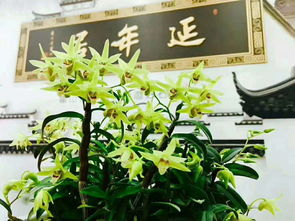 石斛酒贴牌定制 从源头到终端的精准赋能