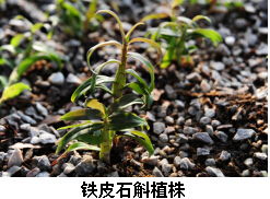 探秘石斛王国 铁皮石斛科学技术普及基地的魅力之旅