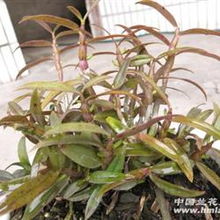 霍山精品红铁皮石斛 三年半以上的自然馈赠与时间之选