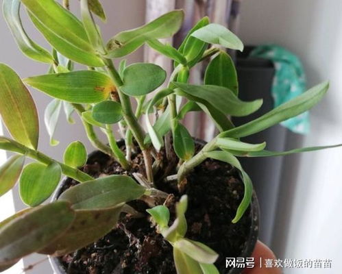石斛 一种少见的兰花，开花美又持久