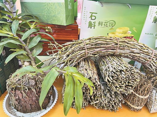 德宏石斛闪亮南博会 小草药撬动大产业