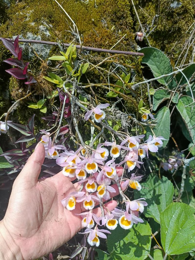 #大自然的馈赠 #纯野生铁皮石斛 - 抖音