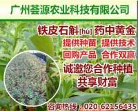 供应《2+4》广州荟源农业科技铁皮石斛_农副产品_世界工厂网中国产品信息库